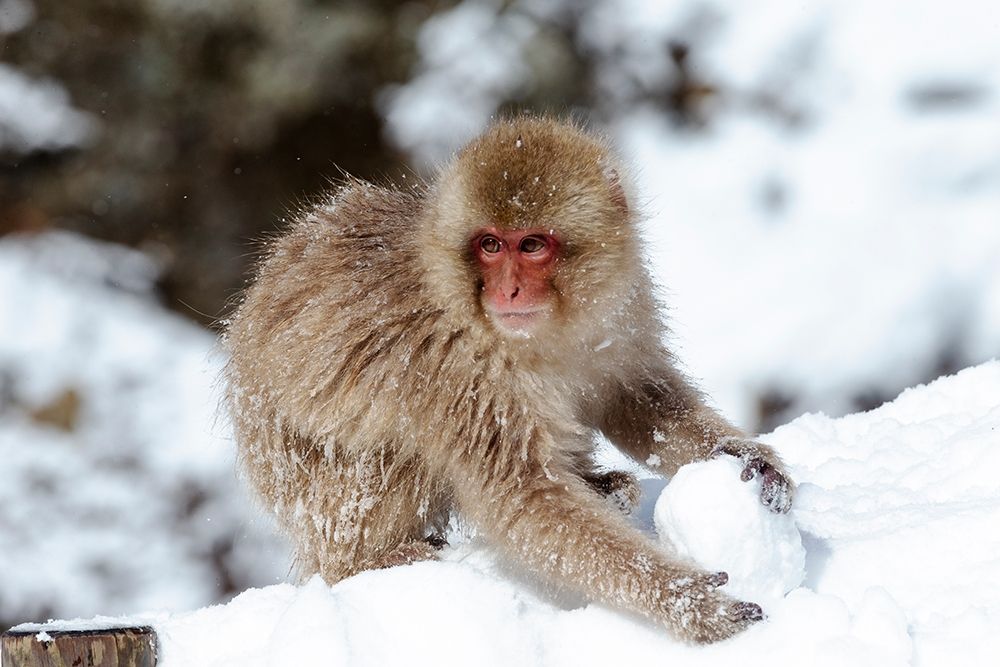 Japan-Nagano A young Japanese macaque plays with a snowball